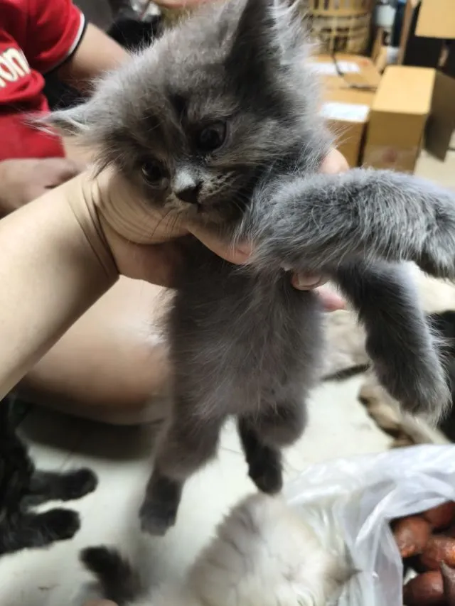 เปอร์แท้ลดได้รับเอง
