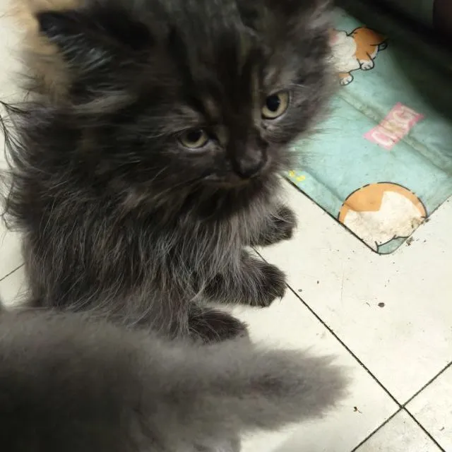 เปอร์แท้ลดได้รับเอง
