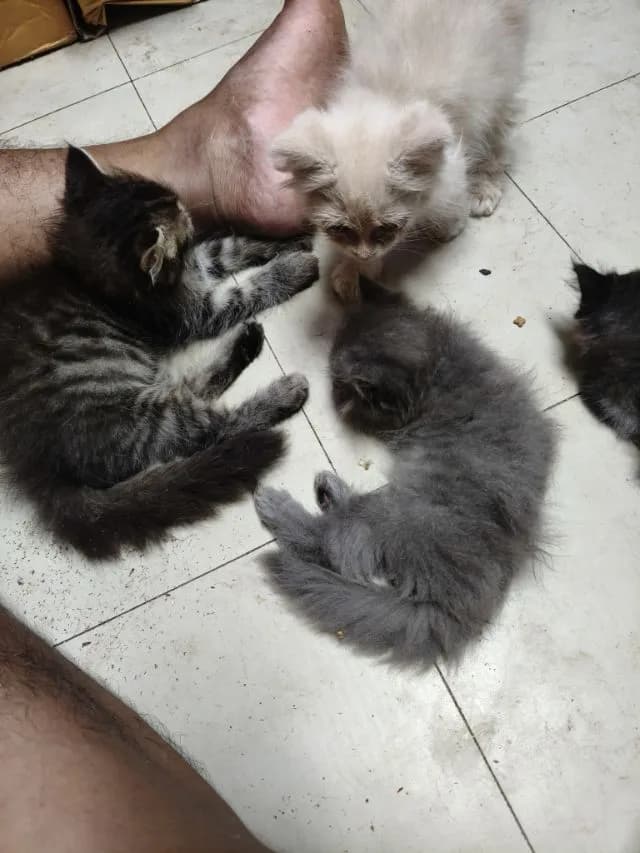 เปอร์แท้ลดได้รับเอง