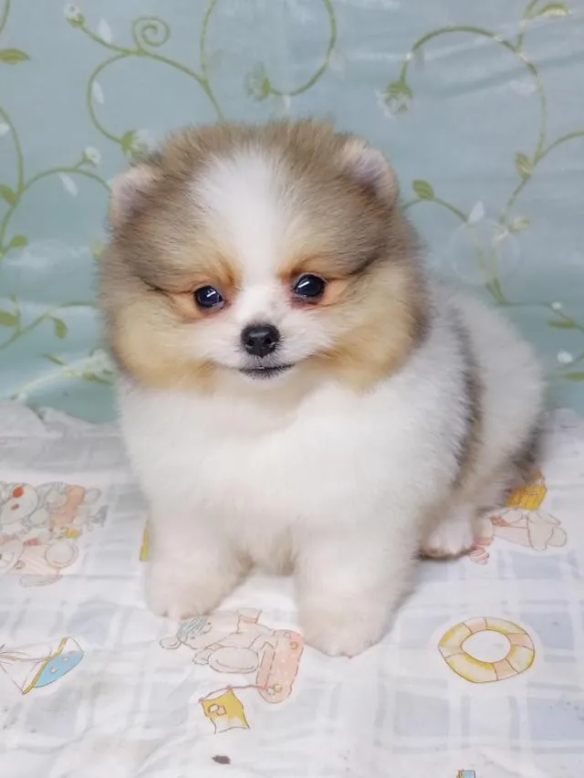 สุนัขปอมเมอเรเนียนแท้
