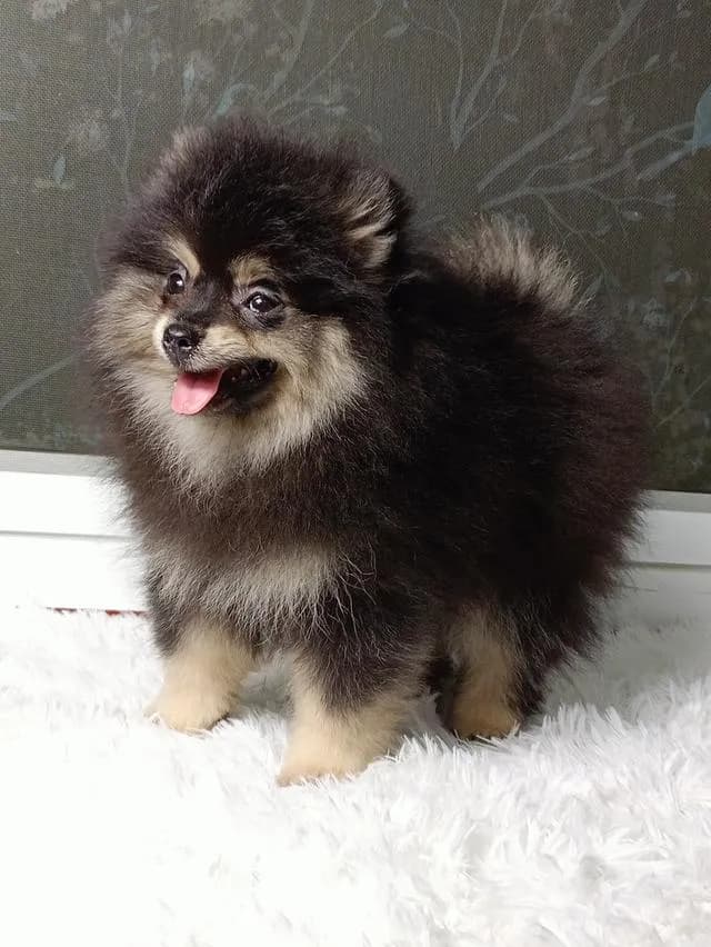 สุนัขปอมเมอเรเนียนแท้
