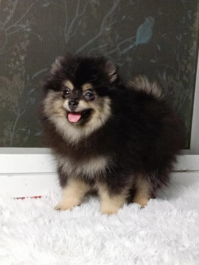 สุนัขปอมเมอเรเนียนแท้