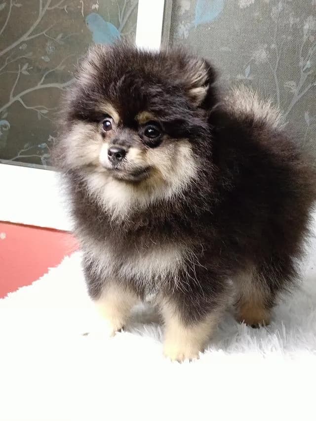 สุนัขปอมเมอเรเนียนแท้