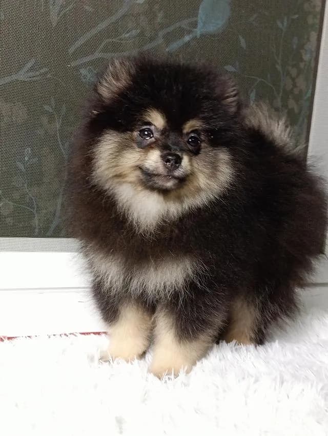 สุนัขปอมเมอเรเนียนแท้