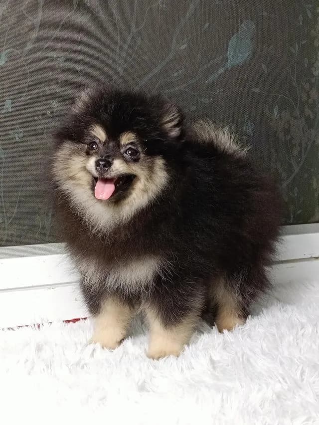 สุนัขปอมเมอเรเนียนแท้