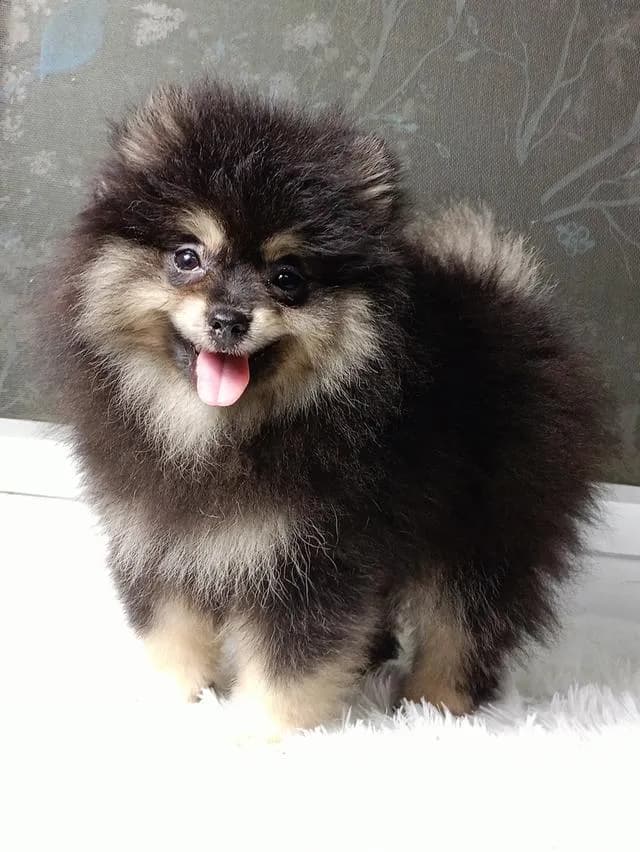 สุนัขปอมเมอเรเนียนแท้