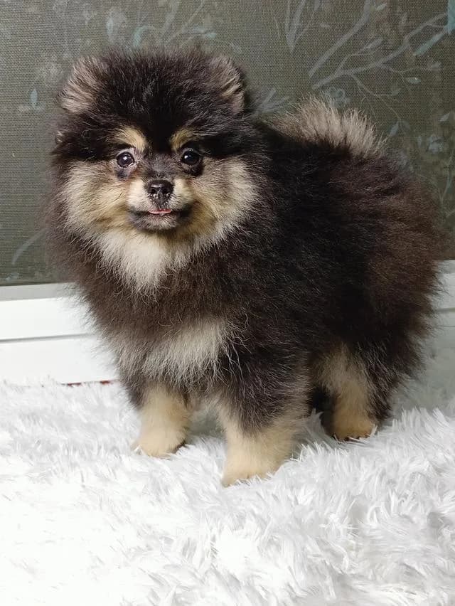 สุนัขปอมเมอเรเนียนแท้