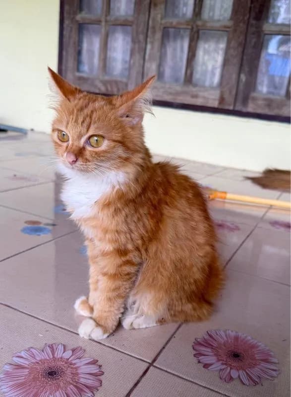 เปอร์เซีย