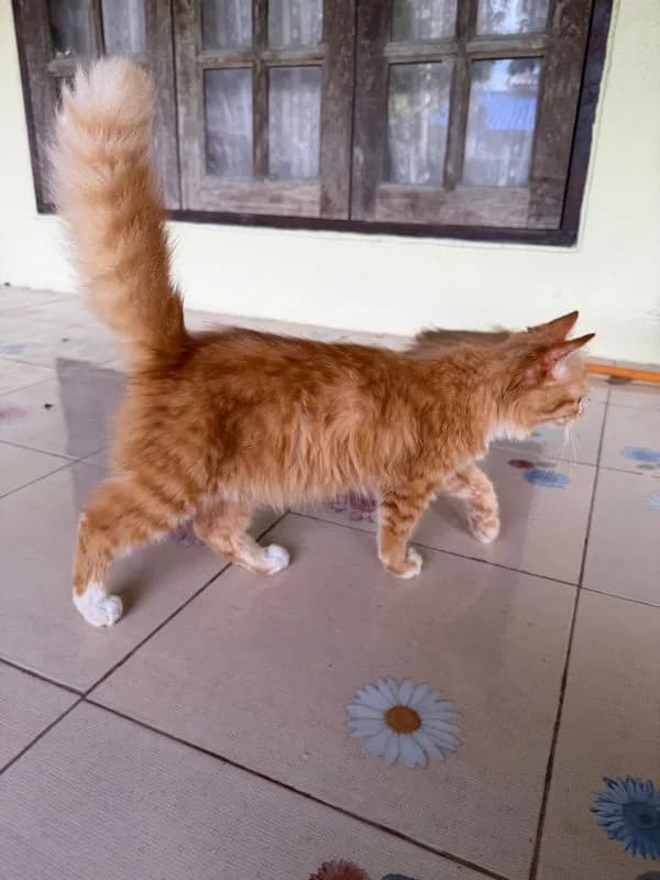 เปอร์เซีย