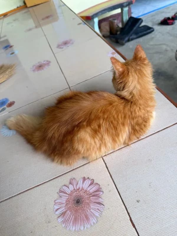 เปอร์เซีย
