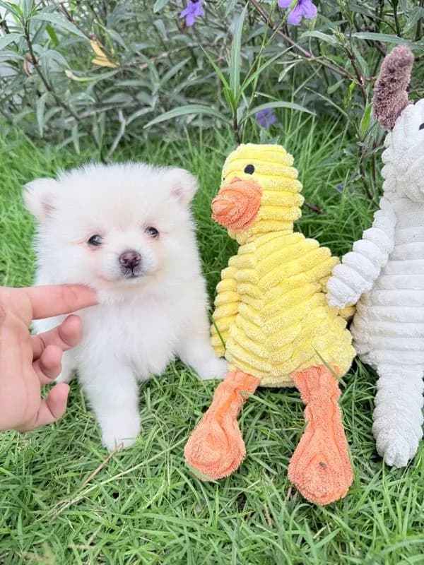 🐩ปอมเมอเรเนียน🚺เพศเมีย