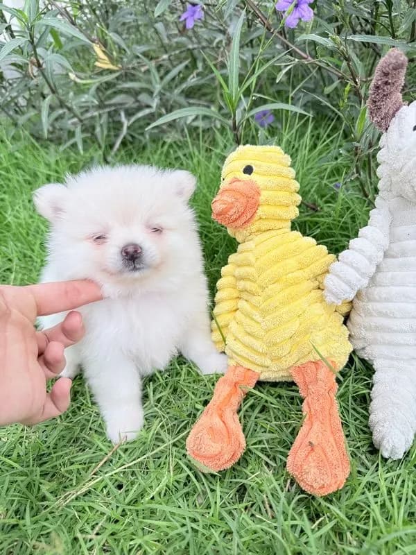 🐩ปอมเมอเรเนียน🚺เพศเมีย