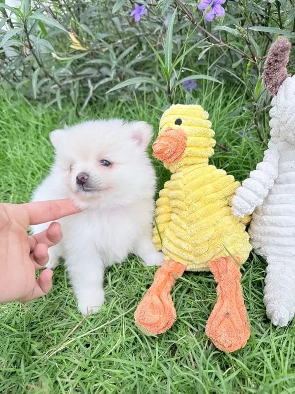 🐩ปอมเมอเรเนียน🚺เพศเมีย