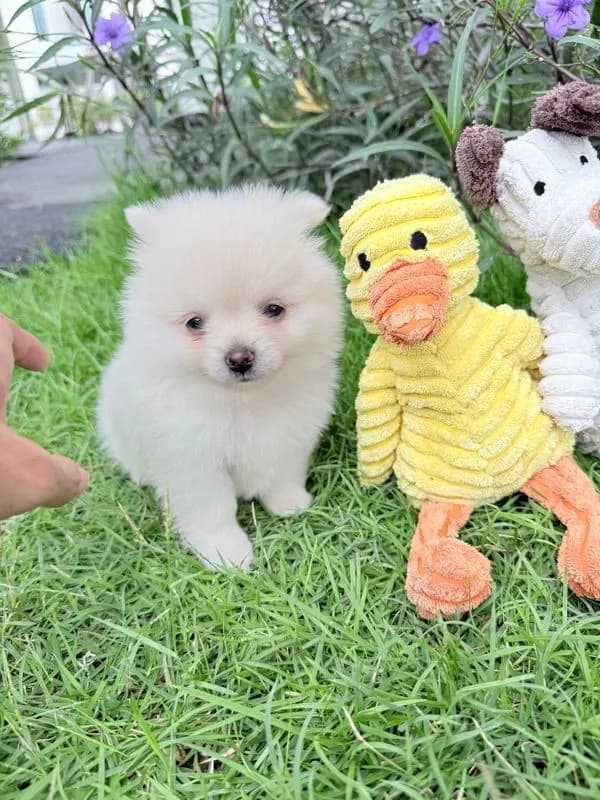 🐩ปอมเมอเรเนียน🚺เพศเมีย