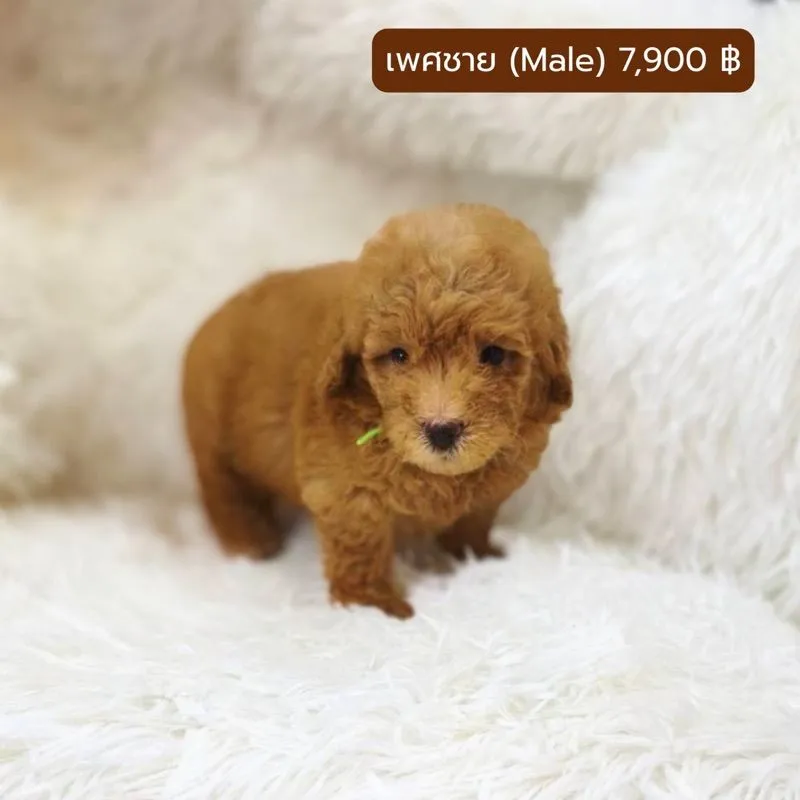 ลูกพุดเดิ่ล