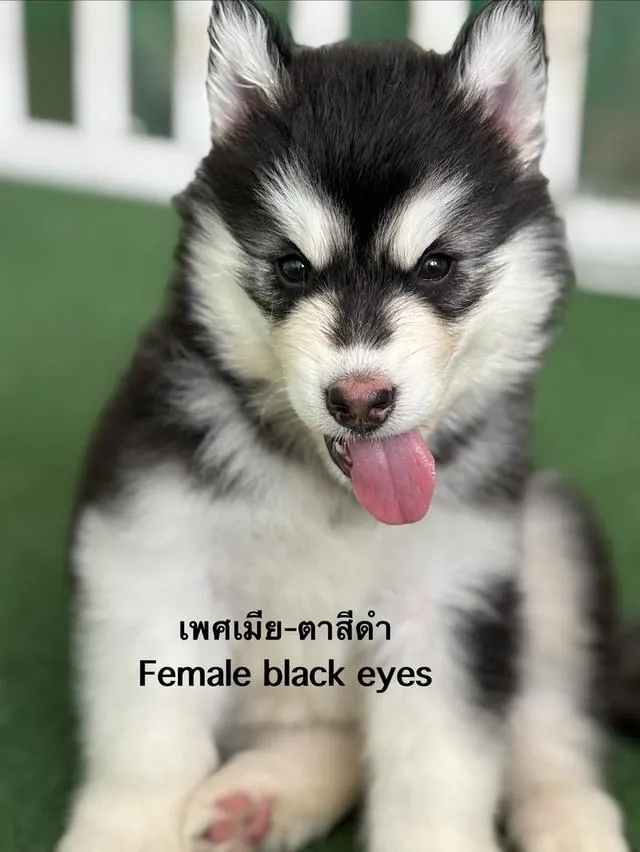 ลูกสุนัขไซบีเรียนฮัสกี้