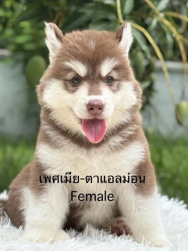 ลูกสุนัขไซบีเรียนฮัสกี้
