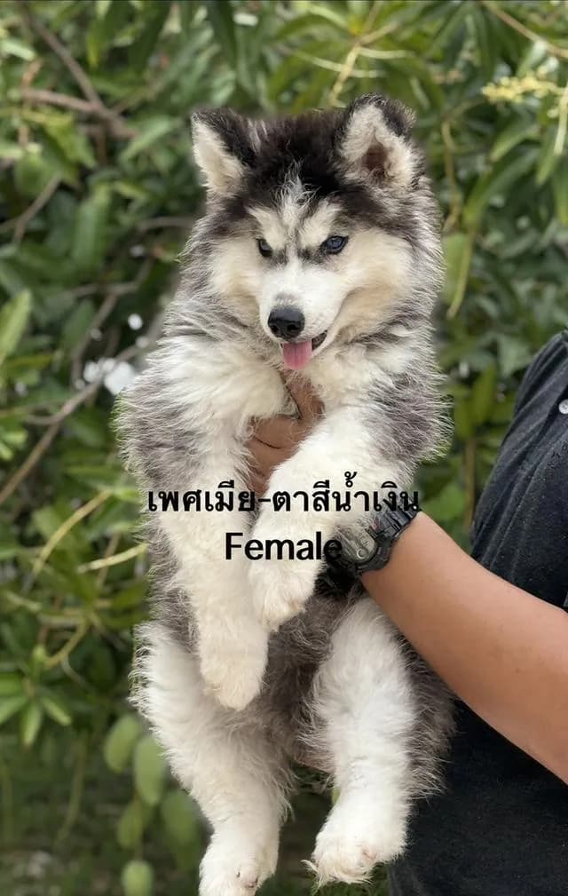 ลูกสุนัขไซบีเรียนฮัสกี้