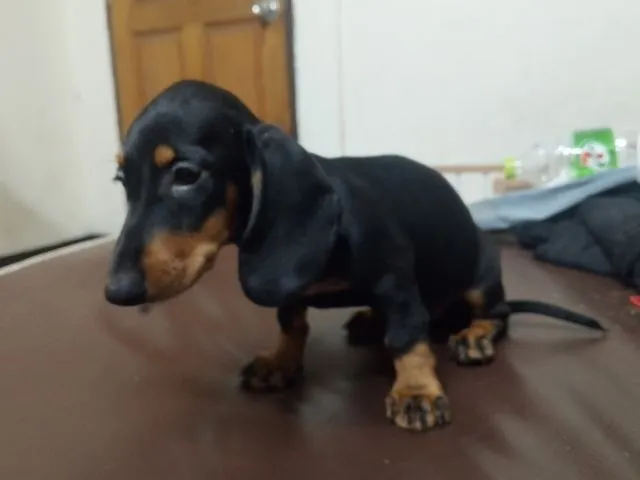 ดัชชุน ตัวเมีย