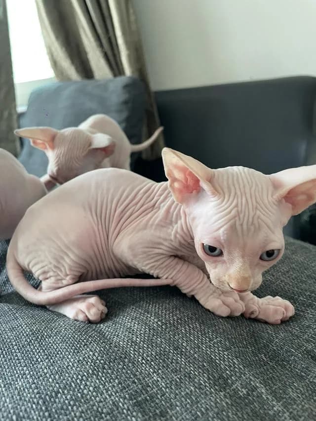 แมวสฟิงซ์แท้ทั้งพ่อและแม่