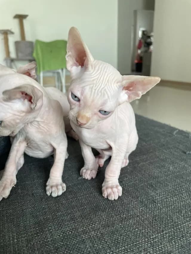 แมวสฟิงซ์แท้ทั้งพ่อและแม่