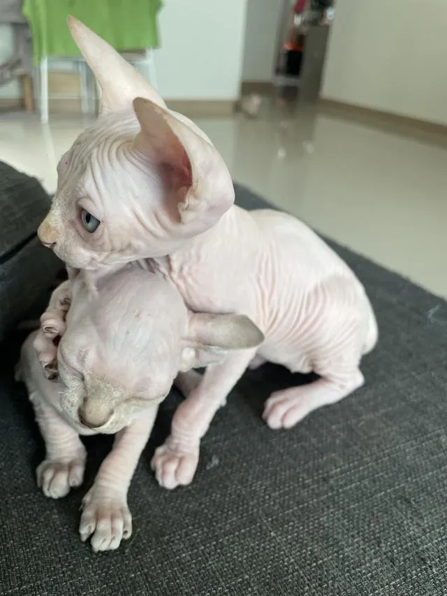 แมวสฟิงซ์แท้ทั้งพ่อและแม่