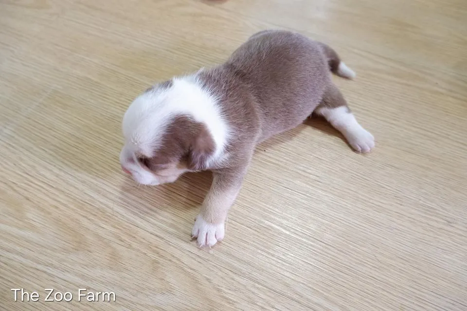 ลูกสุนัขสีสวยๆ น่ารักๆ ครับ
