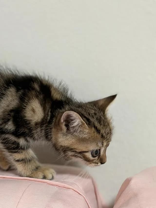 สก็อตติชโฟลด์ ดช Scottish Fold Kitten