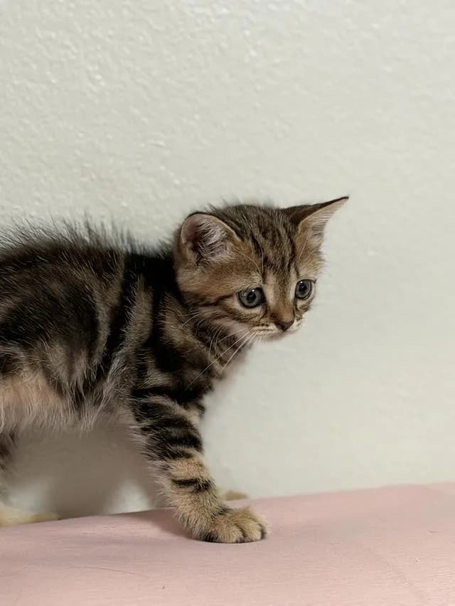 สก็อตติชโฟลด์ ดช Scottish Fold Kitten
