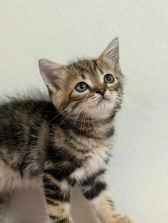 สก็อตติชโฟลด์ ดช Scottish Fold Kitten