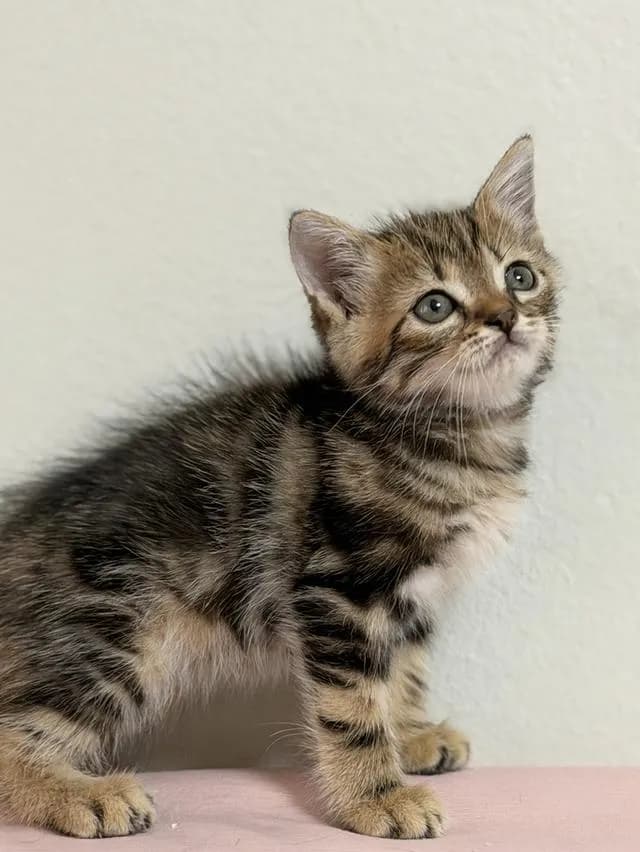 สก็อตติชโฟลด์ ดช Scottish Fold Kitten