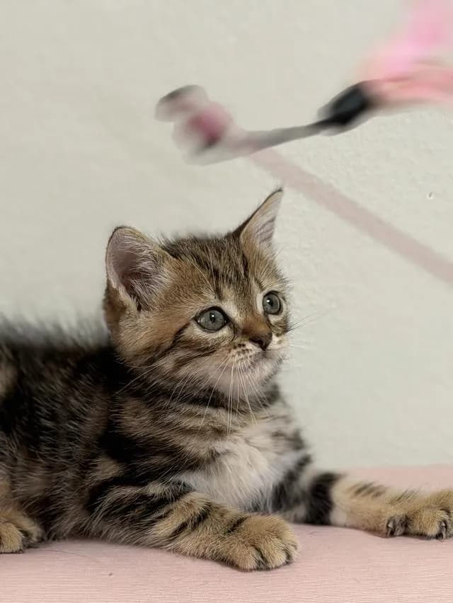 สก็อตติชโฟลด์ ดช Scottish Fold Kitten