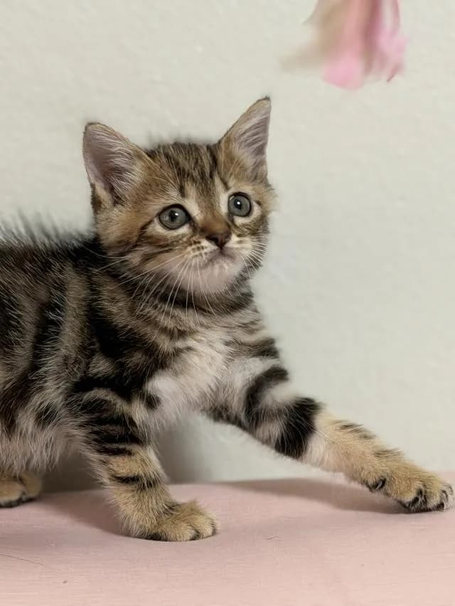สก็อตติชโฟลด์ ดช Scottish Fold Kitten