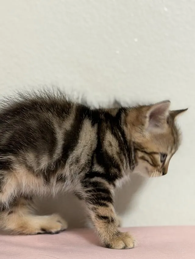 สก็อตติชโฟลด์ ดช Scottish Fold Kitten