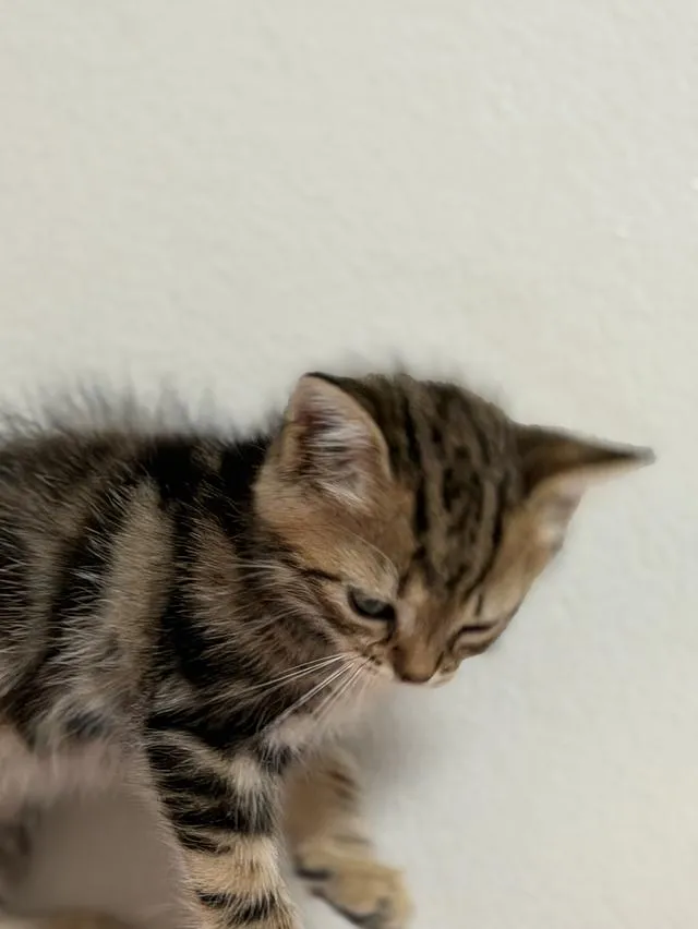 สก็อตติชโฟลด์ ดช Scottish Fold Kitten