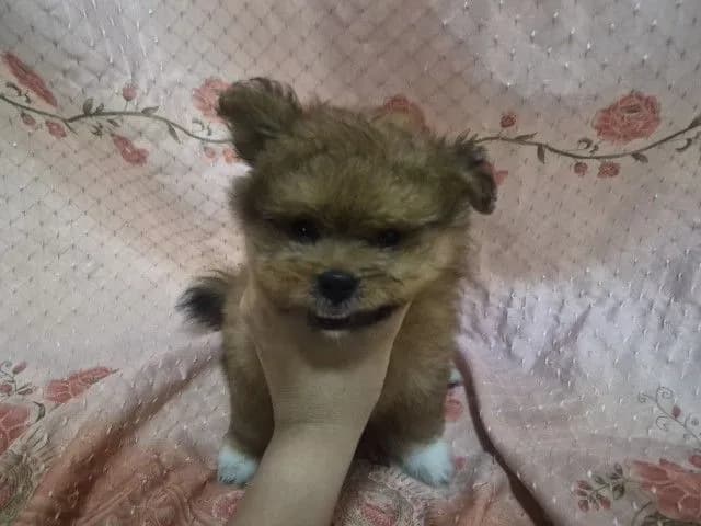 ขายน้องหมาปอม เพศผู้ 53วัน
