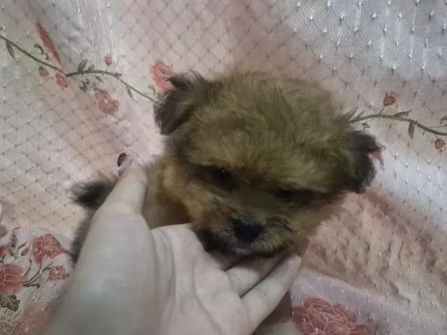 ขายน้องหมาปอม เพศผู้ 53วัน