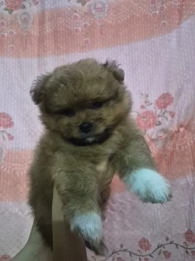 ขายน้องหมาปอม เพศผู้ 53วัน