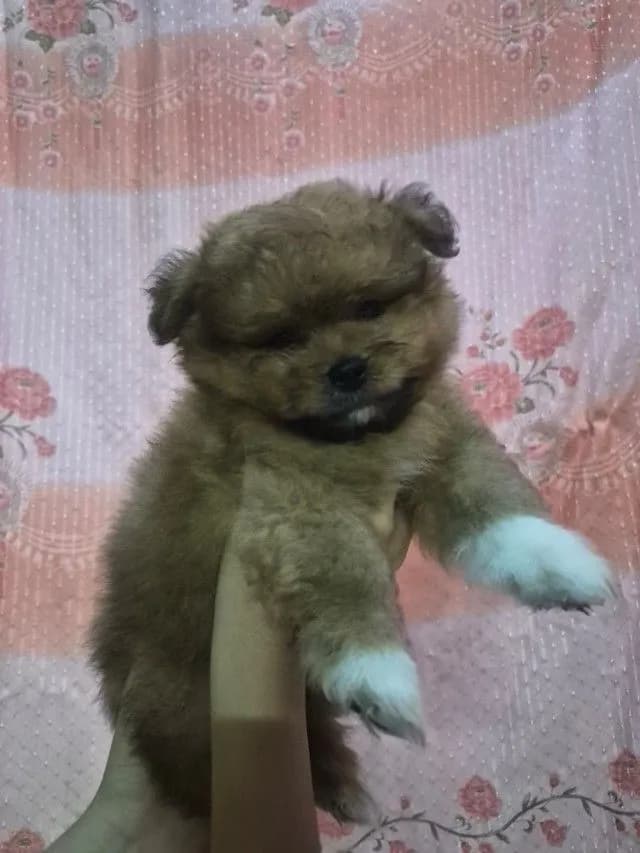 ขายน้องหมาปอม เพศผู้ 53วัน