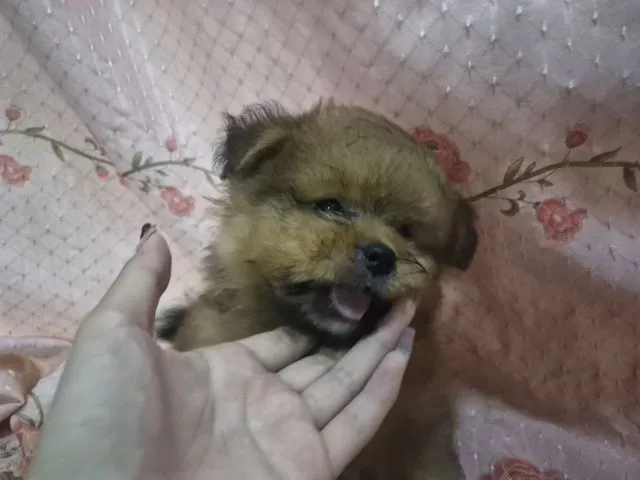 ขายน้องหมาปอม เพศผู้ 53วัน