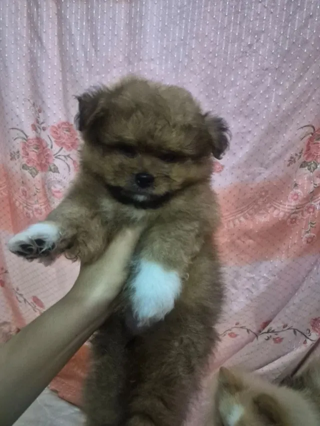 ขายน้องหมาปอม เพศผู้ 53วัน