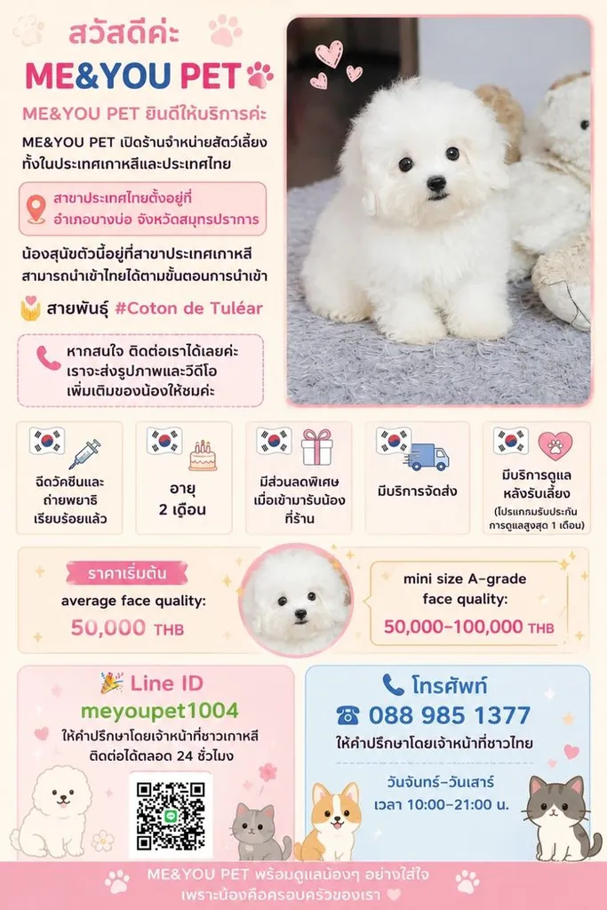 Coton de Tuléar