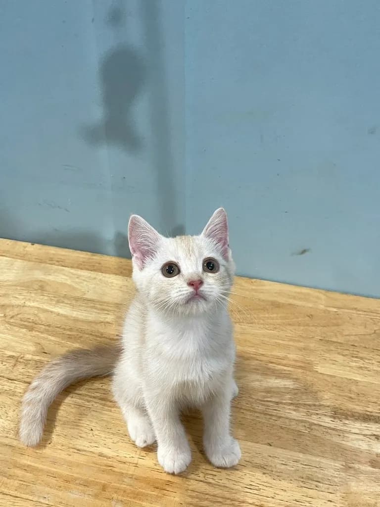 สก็อตติช โฟลด์ (Scottish Fold)+บริติส