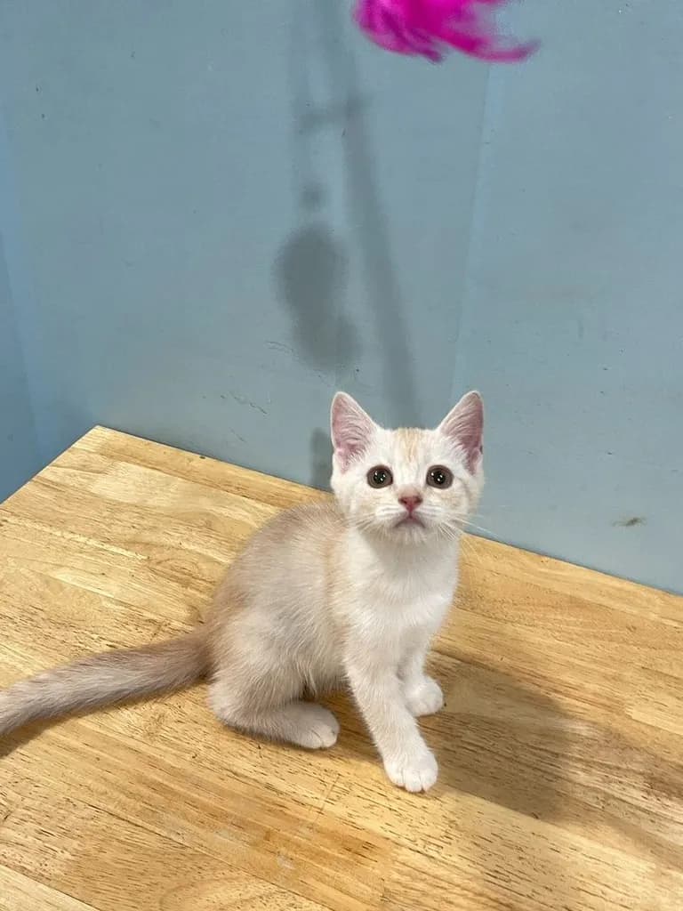 สก็อตติช โฟลด์ (Scottish Fold)+บริติส