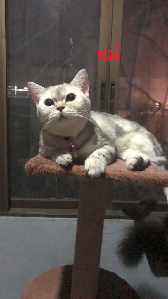 สก็อตติช โฟลด์ (Scottish Fold)+บริติส