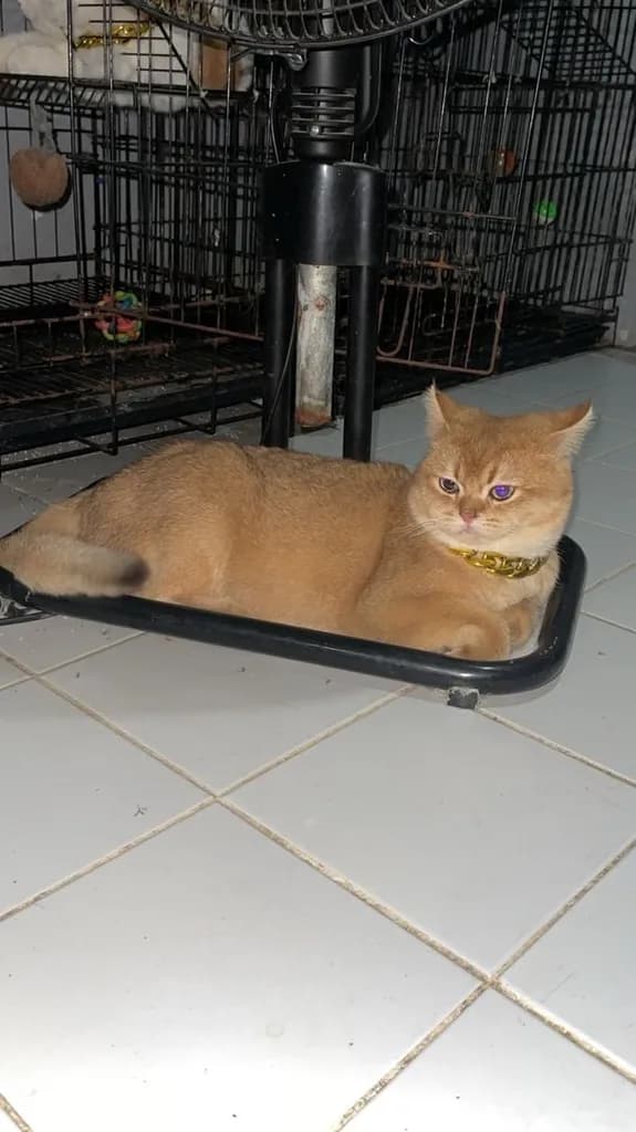 สก็อตติช โฟลด์ (Scottish Fold)+บริติส