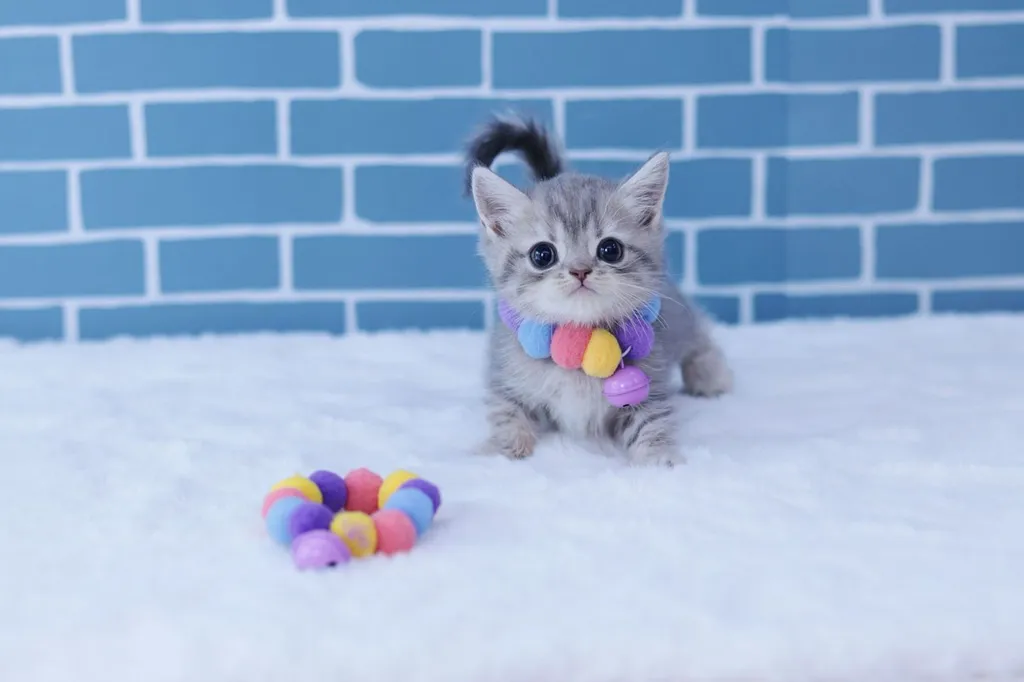 British Shorthair บริติชชอร์ตแฮร์