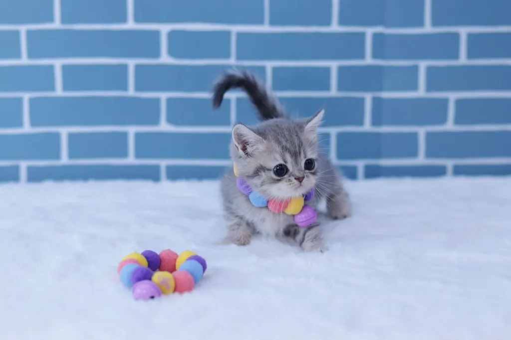 British Shorthair บริติชชอร์ตแฮร์