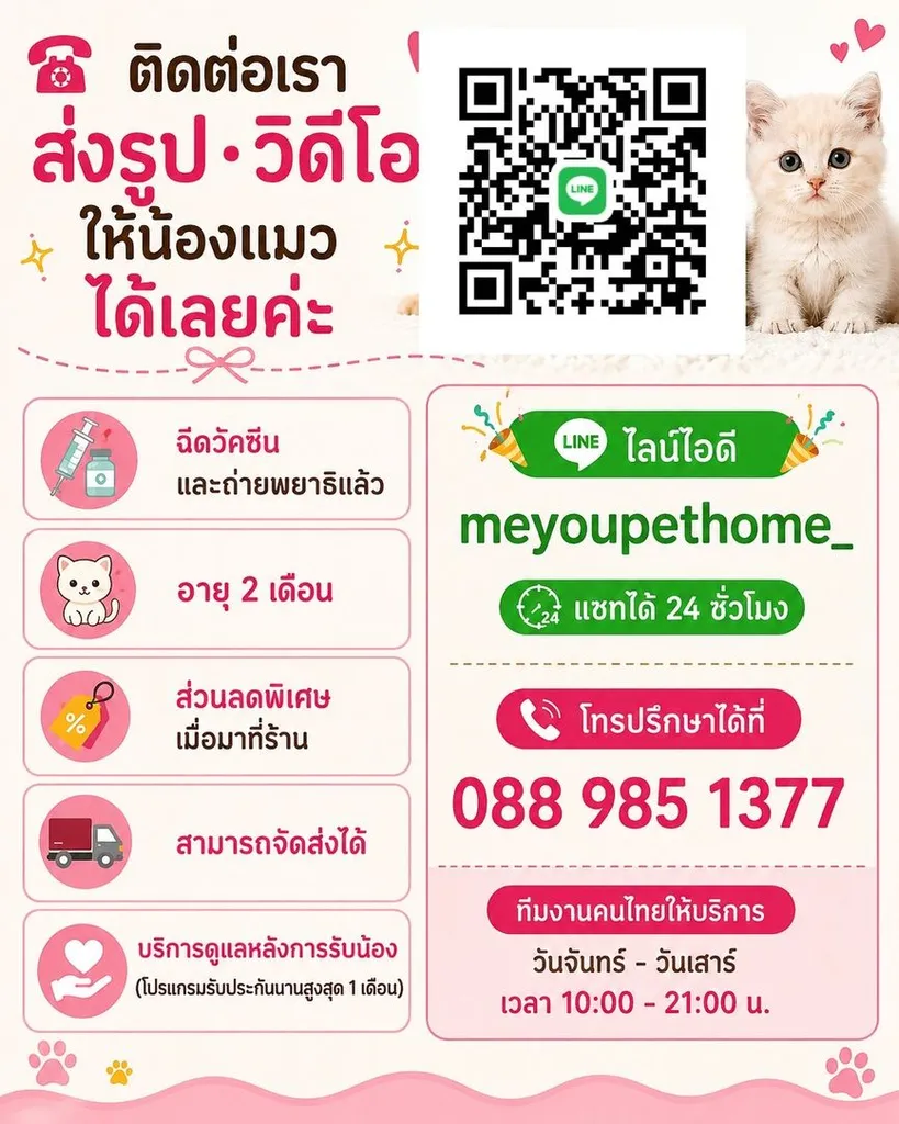 British Shorthair บริติชชอร์ตแฮร์