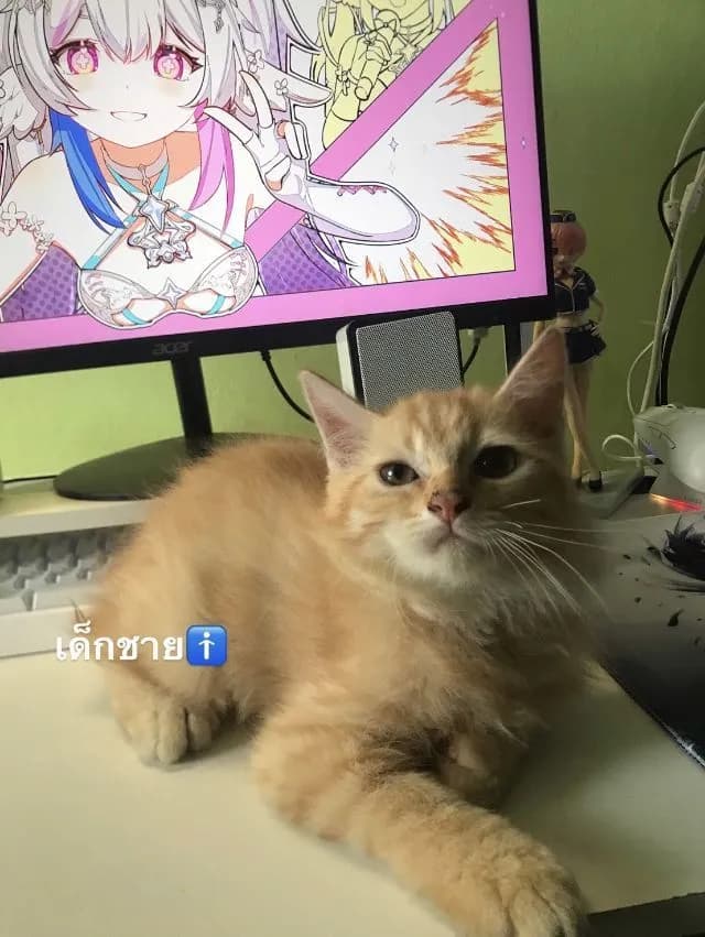 หาบ้านให้น้องแมว